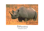 X-tra! A PEACE for ENDANGERED SPECIES - Rhino